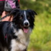 Illustration : Quelle alimentation offrir &agrave; un chien pratiquant le canicross ?