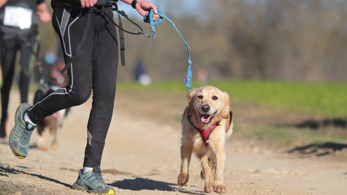 Illustration : "Apprendre à courir avec son chien en toute sécurité"