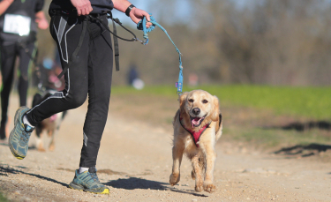 Illustration : "Apprendre à courir avec son chien en toute sécurité"