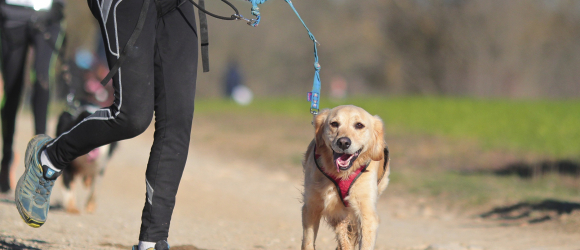 Illustration : "Apprendre à courir avec son chien en toute sécurité"