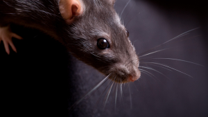 Illustration : "4 conseils pour sauver vos rongeurs s'ils venaient à être pris dans des pièges à colle"