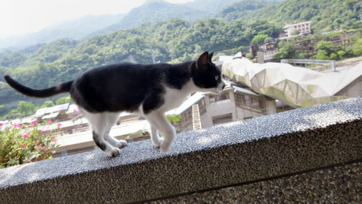 Illustration : "Abandonnée par ses habitants, les chats errants de cette ville lui ont donné un second souffle ! "