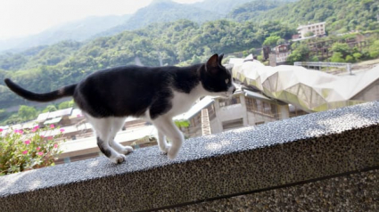 Illustration : Abandonnée par ses habitants, les chats errants de cette ville lui ont donné un second souffle ! 