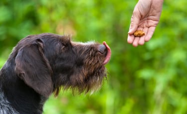 Illustration : "Les méthodes éducatives du chien"