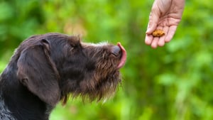 Illustration : "Les méthodes éducatives du chien"