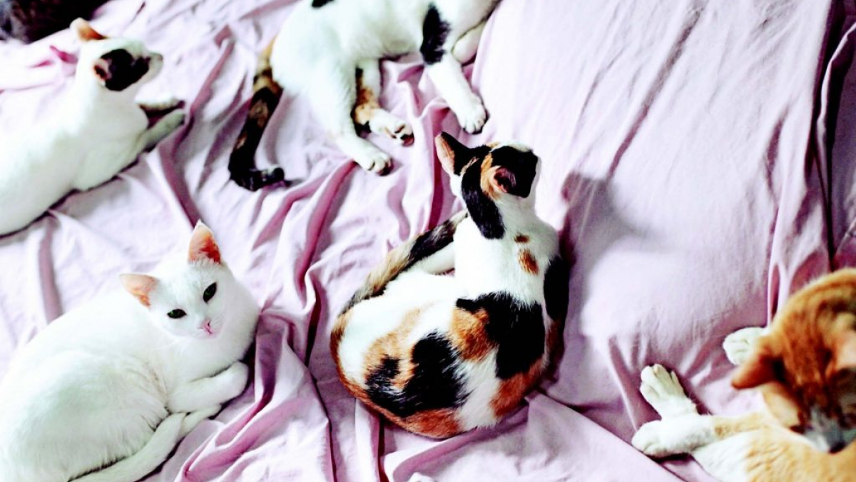 Illustration : "L’histoire de Gia et sa famille de 15 chats"