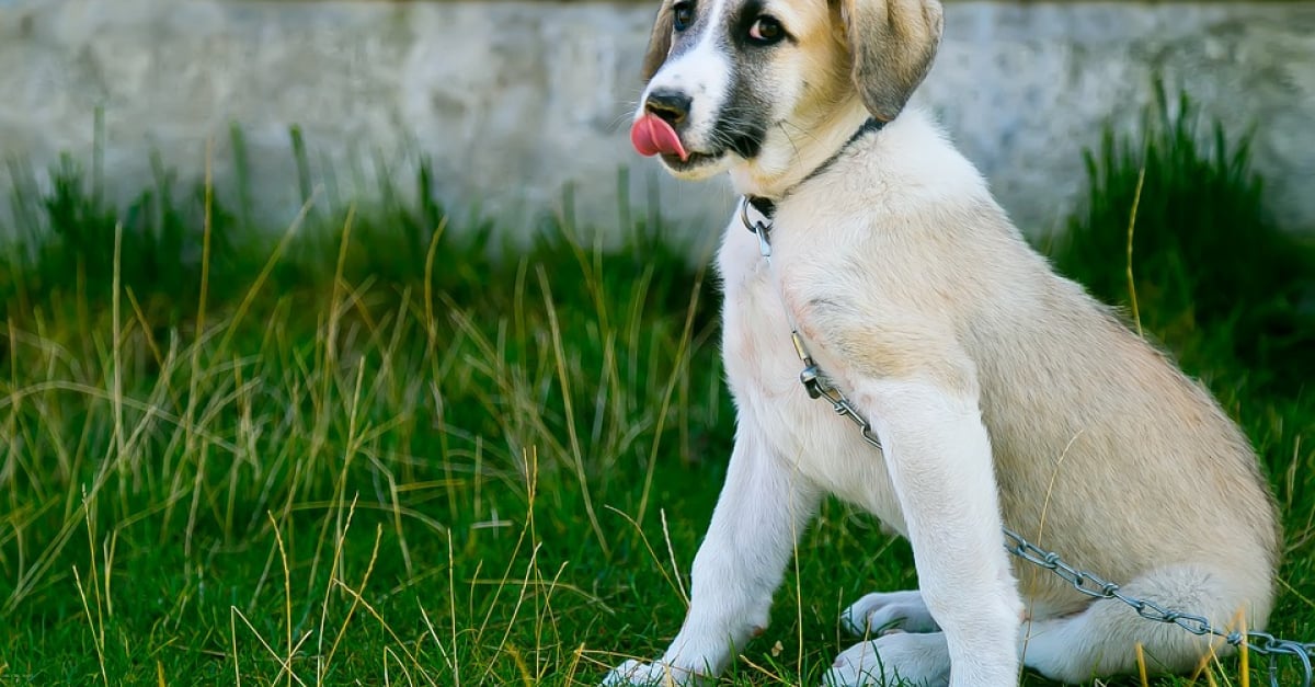 Connaitre La Race De Son Chien Mort d'un septuagénaire et de son chien : la préfecture autorise le tir