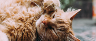 Illustration : "L'entretien des pattes de son chat"