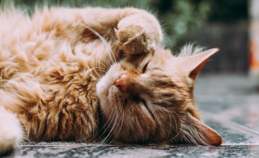 Illustration : "L'entretien des pattes de son chat"