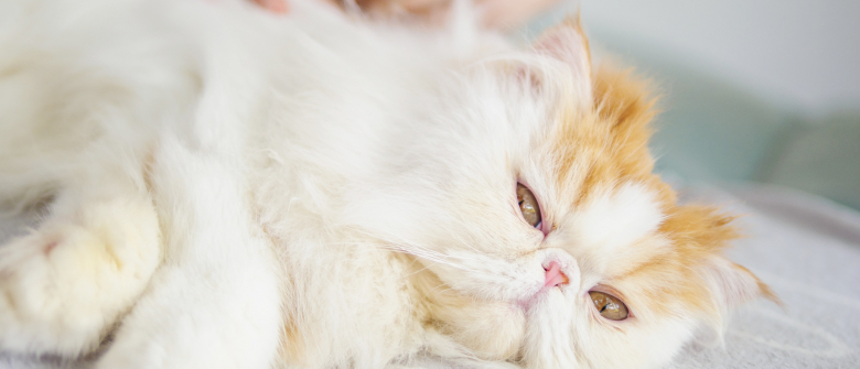 Illustration : "Le massage pour chat"