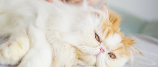 Illustration : "Le massage pour chat"
