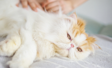 Illustration : "Le massage pour chat"