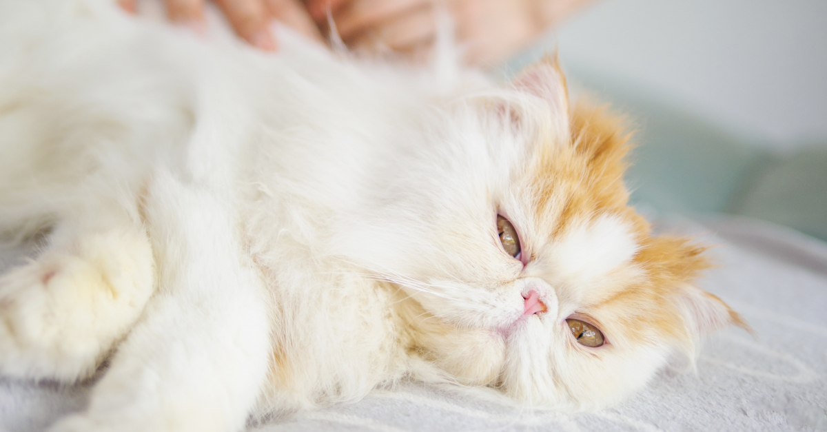 Le Massage Pour Chat Les Techniques Pour Lui Faire Du Bien