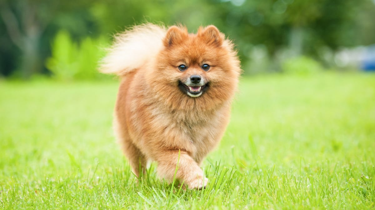 9 Conseils sur le dressage des chiots Spitz nain