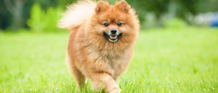 Illustration : "24 clichés de chiots Spitz Nains pour vous charmer"
