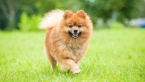 Illustration : 24 clichés de chiots Spitz Nains pour vous charmer