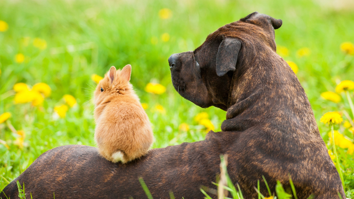 Illustration : "La cohabitation entre le lapin et le chien"