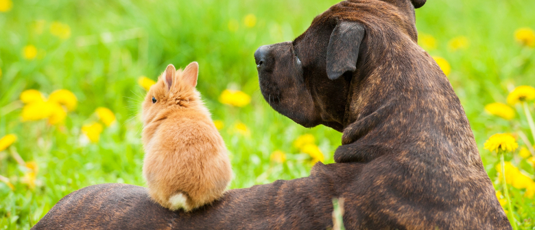 Illustration : "La cohabitation entre le lapin et le chien"