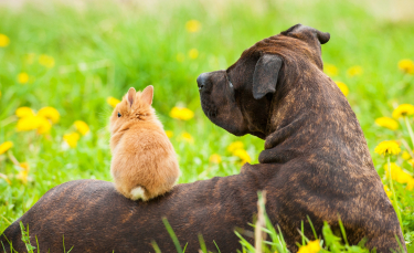Illustration : "La cohabitation entre le lapin et le chien"