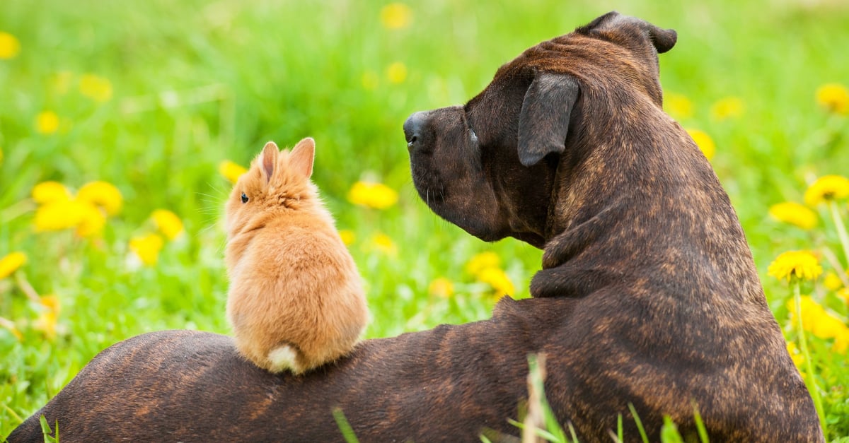 La Cohabitation Entre Le Lapin Et Le Chien Creer Une Bonne Relation