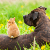 Illustration : La cohabitation entre le lapin et le chien