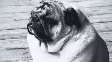 Illustration : 7 photos de chiens qui feraient de magnifiques couvertures d'album 