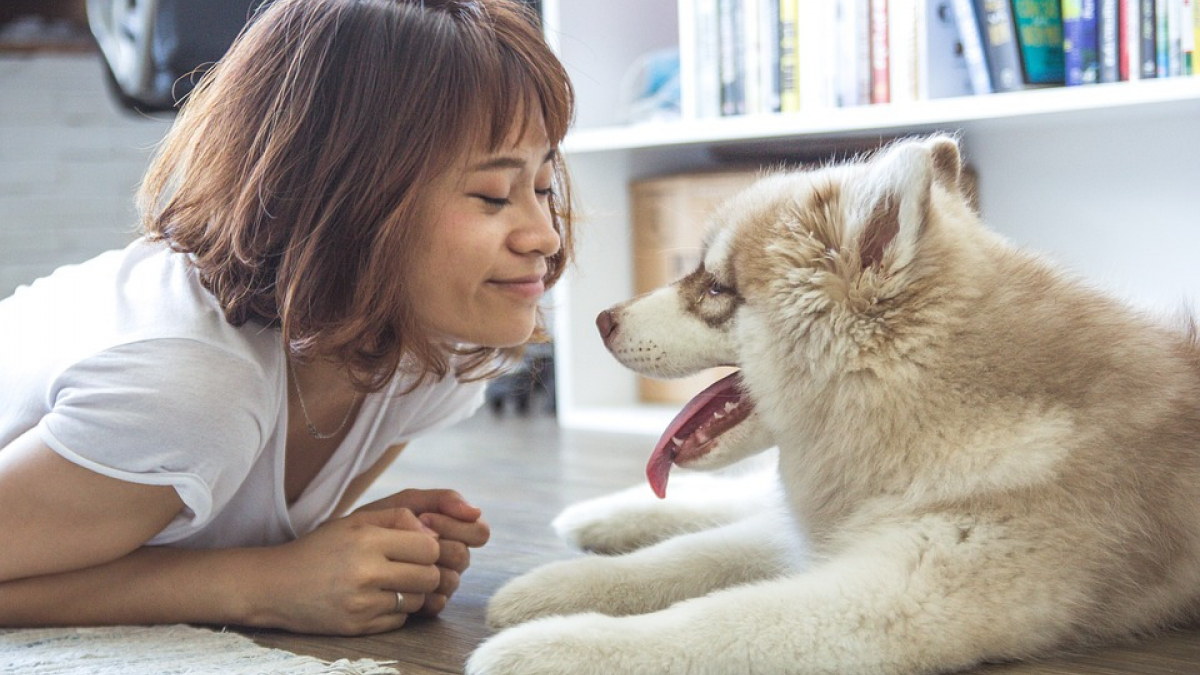 Illustration : "Les propriétaires de chiens seraient plus heureux que ceux de chats"