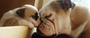 Illustration : "13 chiens qui savent faire preuve de patience quand il le faut ! "