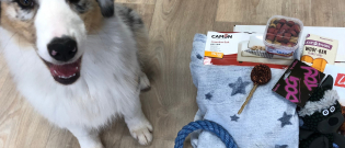 Illustration : "Découvrez la nouvelle box Woopets et son contenu unique pour gâter votre chien "