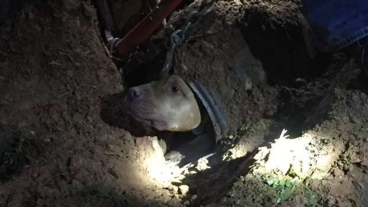 Illustration : "Ce chien chasse un opossum et se retrouve coincé dans un tunnel…"