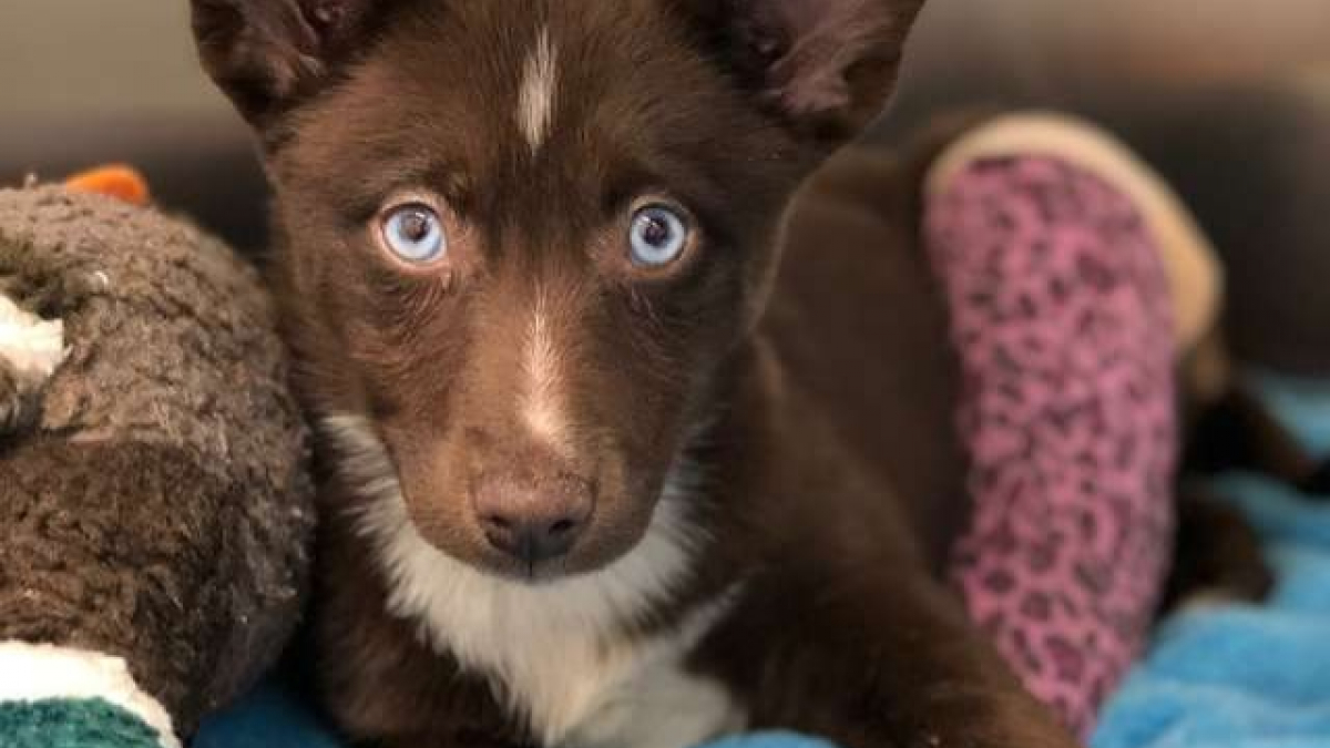 Illustration : "Un chiot de 12 semaines abandonné par son éleveur en raison d’une patte cassée…"