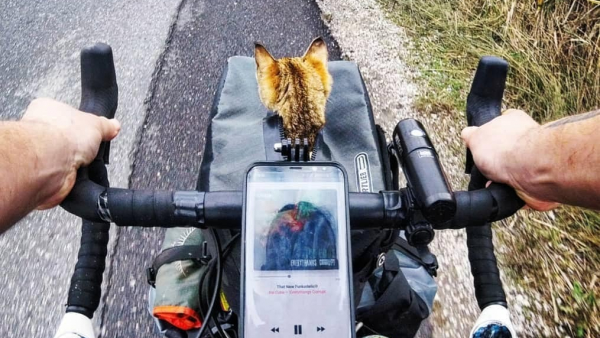 Illustration : "Sauvée par un cycliste, cette chatte entame un tour du monde à vélo !"