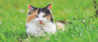 Illustration : "Pourquoi mon chat mange-t-il de l'herbe ?"