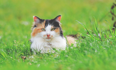 Illustration : "Pourquoi mon chat mange-t-il de l'herbe ?"