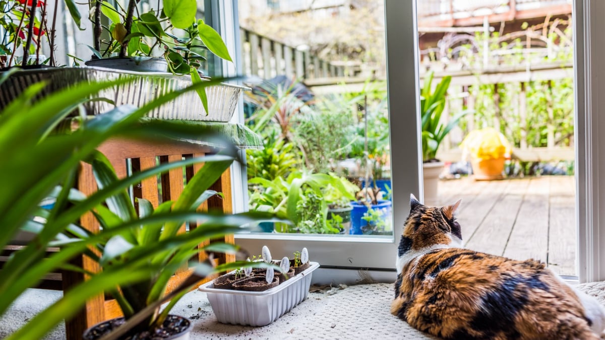 Illustration : "Sécuriser l'appartement ou la maison pour le chat"