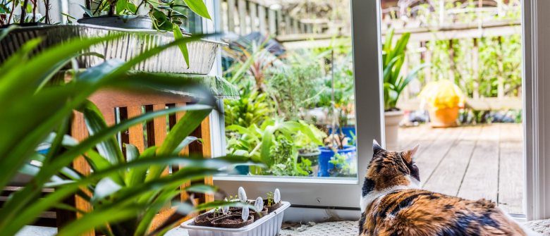Illustration : "Sécuriser l'appartement ou la maison pour le chat"