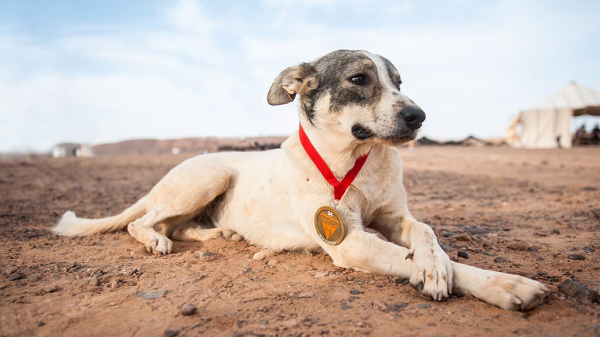 Illustration : "Cactus, ce chien nomade qui a participé au Marathon des Sables !"