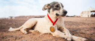 Illustration : "Cactus, ce chien nomade qui a participé au Marathon des Sables !"