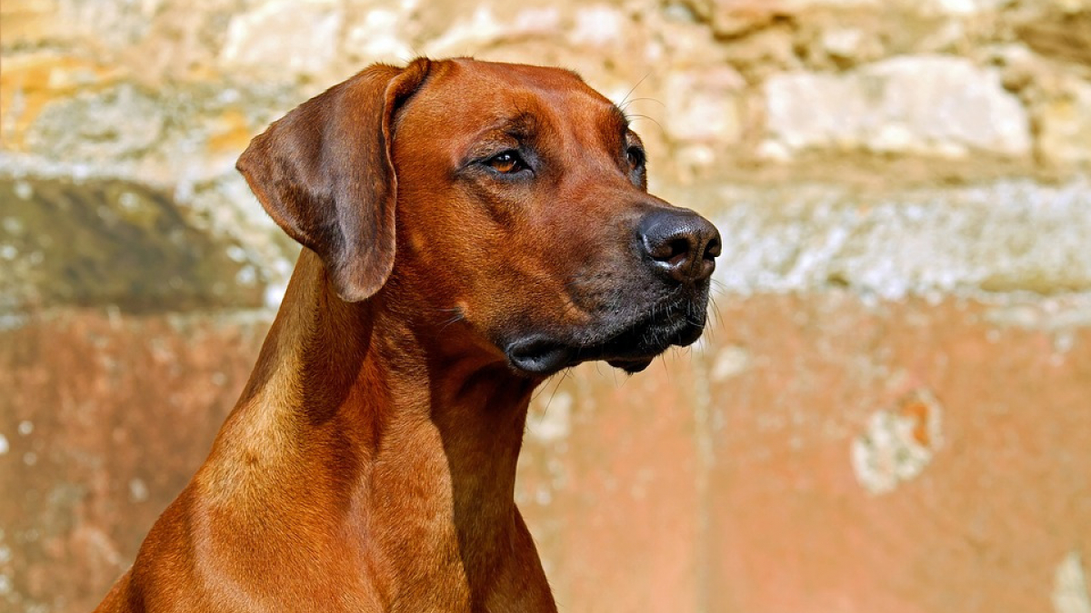 Illustration : "Armé d’une hache, il refuse de rendre le chien à son propriétaire, les forces de l'ordre interviennent ! "