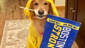 Illustration : Un chien passionné de course suit un marathon entier par plaisir ! 
