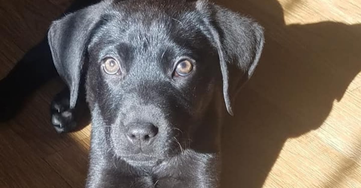Un homme né sourd sort un chien sourd d'un refuge et lui