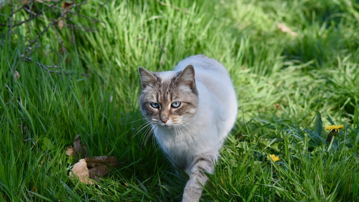 Illustration : "Les tiques sont de retour, découvrez comment protéger votre chat !"