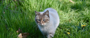 Illustration : "Les tiques sont de retour, découvrez comment protéger votre chat !"