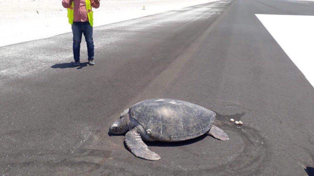 Illustration : "Une tortue de mer vient pondre ses œufs sur la piste d’un aéroport pensant y trouver son lieu de nidification"