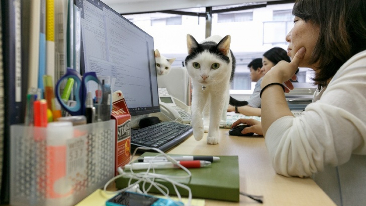 Illustration : "Une entreprise japonaise paie ses salariés pour sauver, adopter et ramener des chats dans ses locaux"