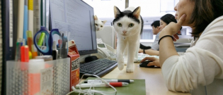 Illustration : "Une entreprise japonaise paie ses salariés pour sauver, adopter et ramener des chats dans ses locaux"