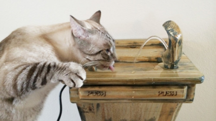Illustration : 5 aménagements simples à réaliser pour améliorer le confort de votre chat  