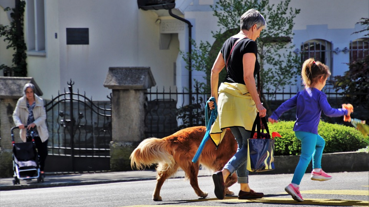 Illustration : "Le classement 2019 de ces villes, en France, où il fait bon vivre pour les chiens"