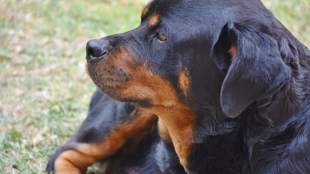 Illustration : "Une fillette de 3 ans gravement mordue au visage par l’un de ses Rottweiler"