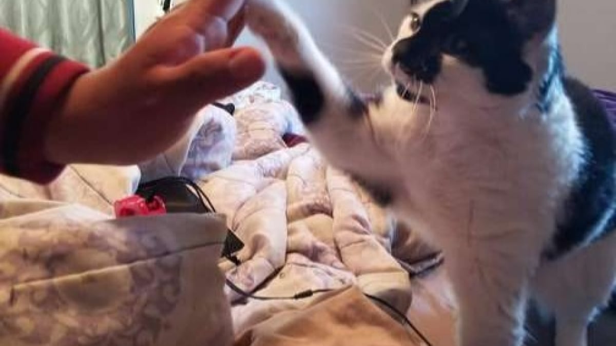 Illustration : "Un chat atteint d'arthrite apprend le « high five » dans un programme d’éducation de son refuge et se fait adopter  !"